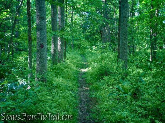 Purple Trail - Whippoorwill Park