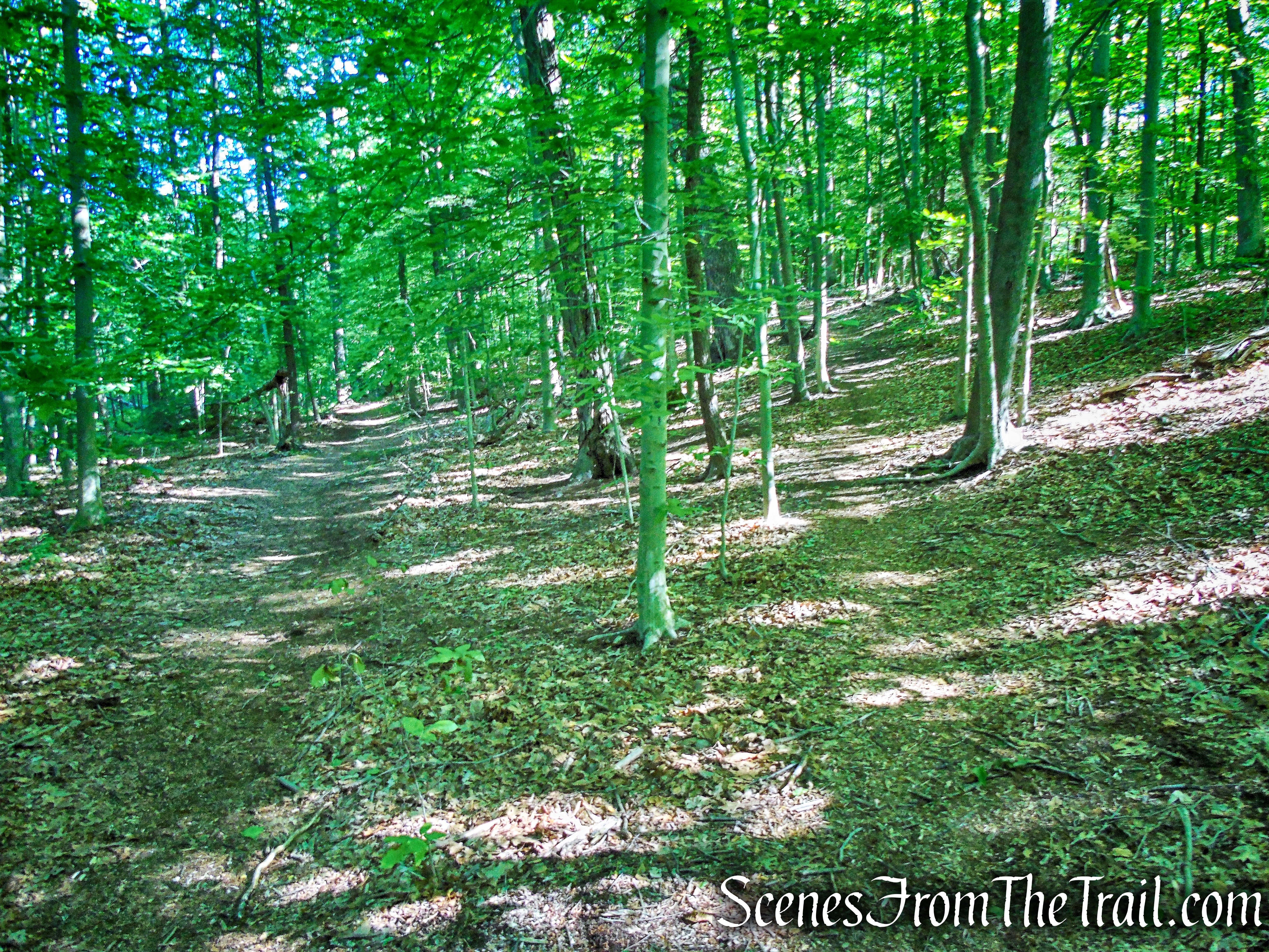 veer right on Purple Trail - Whippoorwill Park