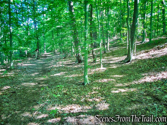 veer right on Purple Trail - Whippoorwill Park