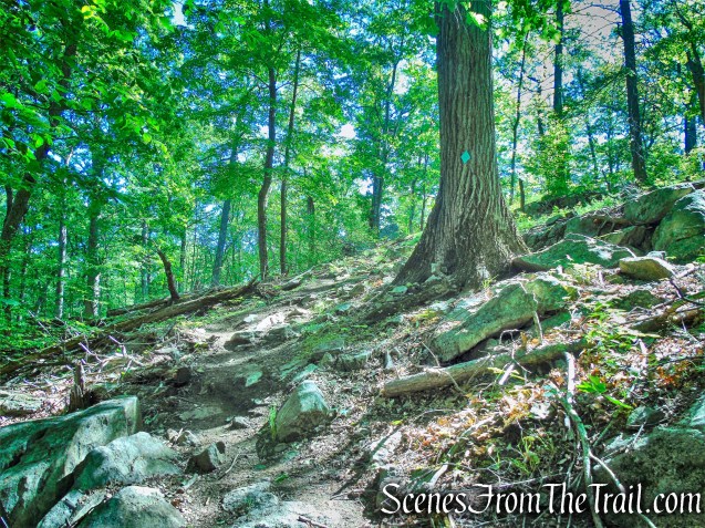 Green Trail - Whippoorwill Park
