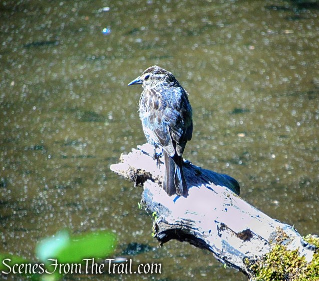 Yellow Trail - Whippoorwill Park
