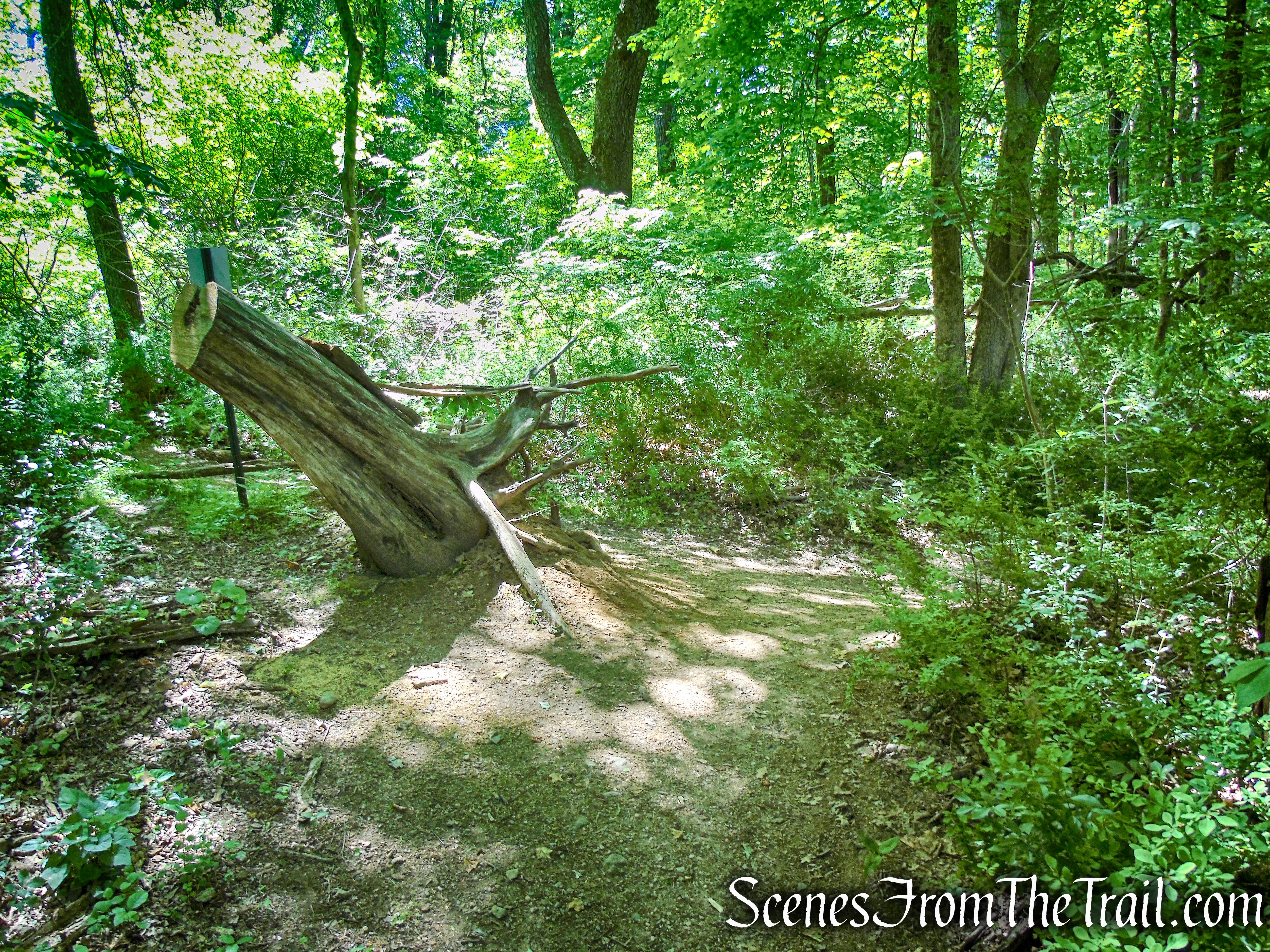 White Trail - Whippoorwill Park