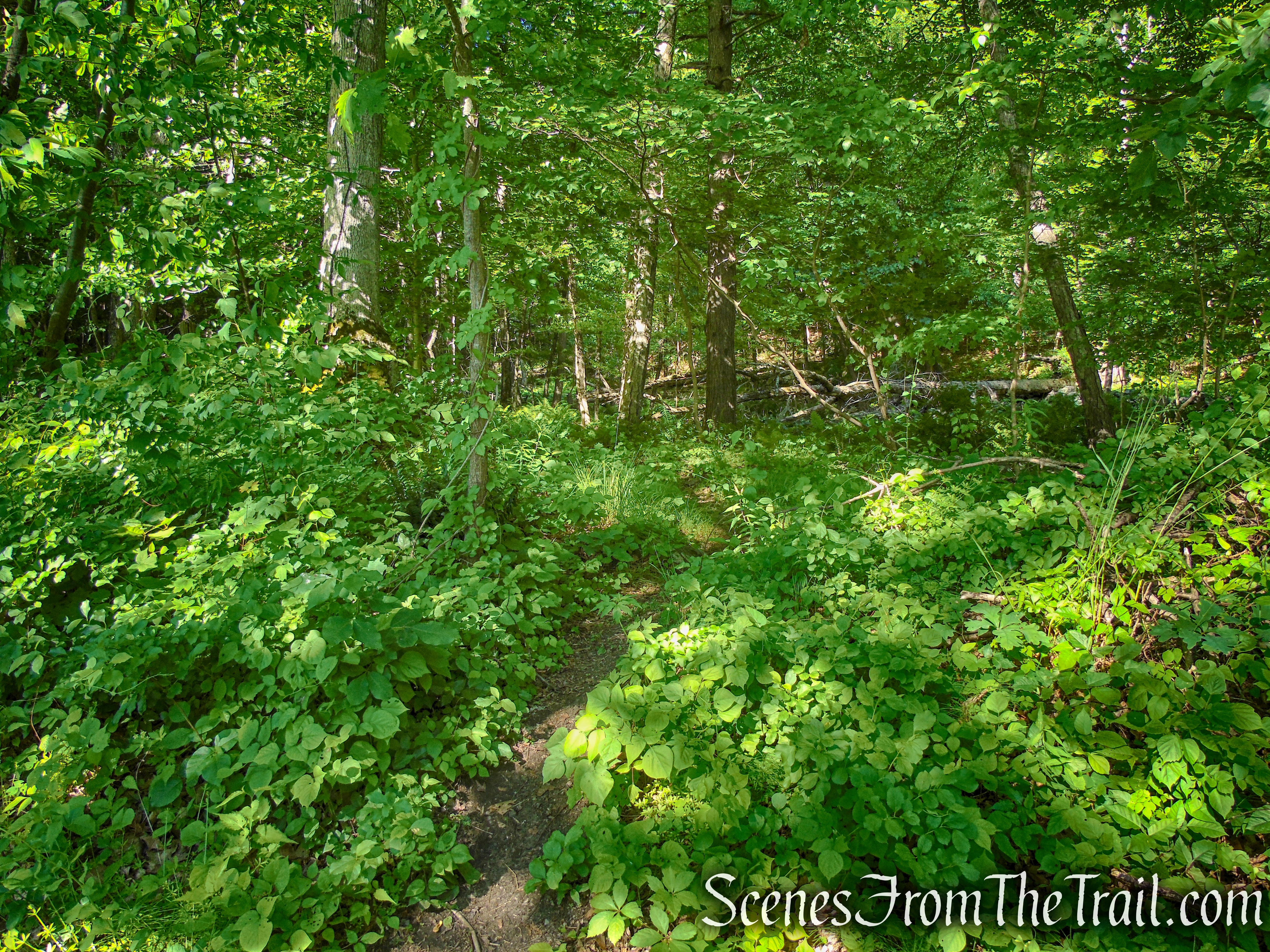 Salt Hill State Forest