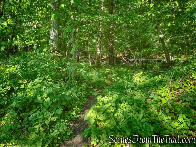 Salt Hill State Forest