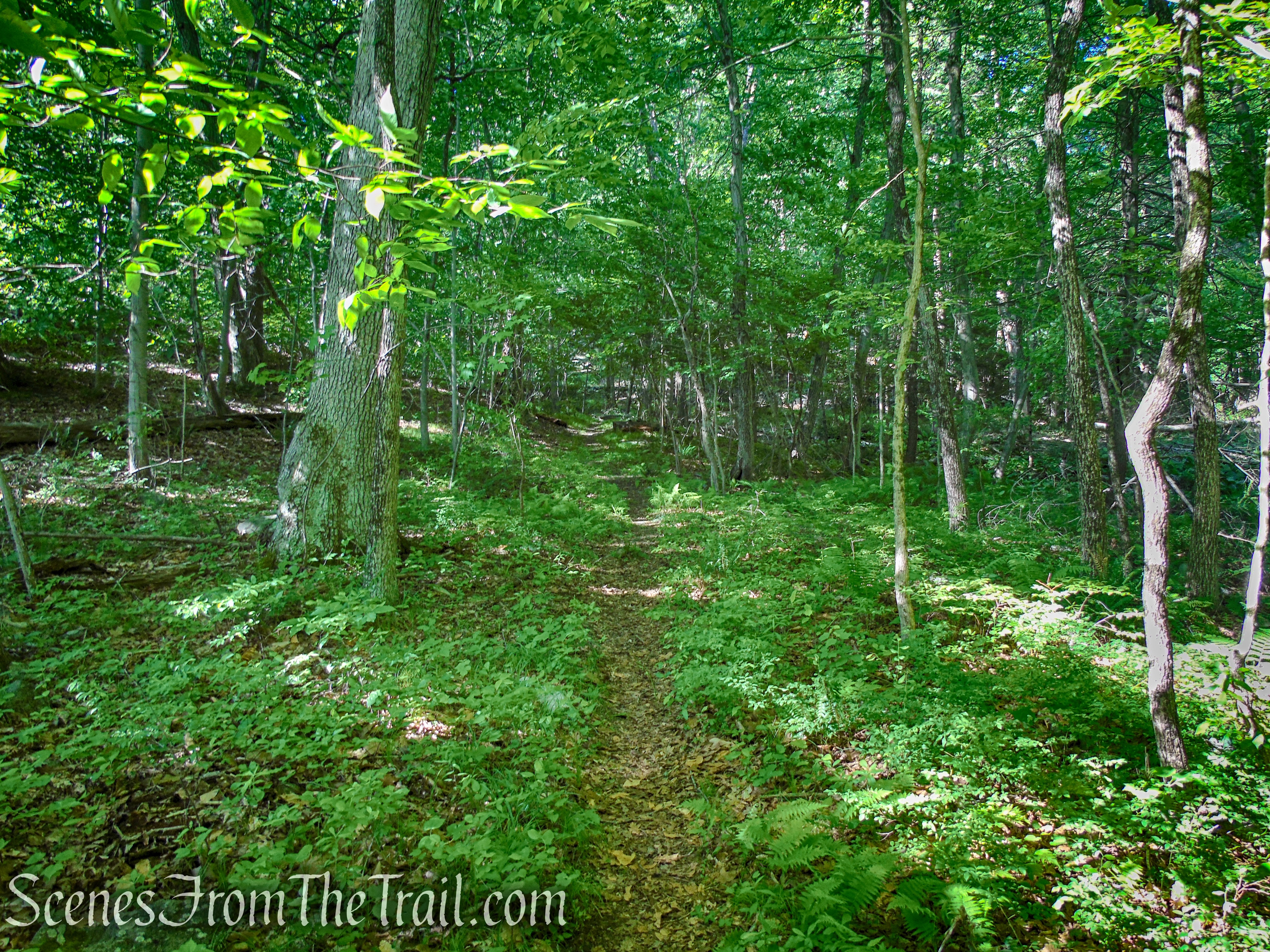 Salt Hill State Forest