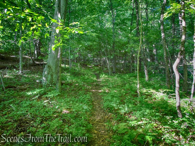 Salt Hill State Forest