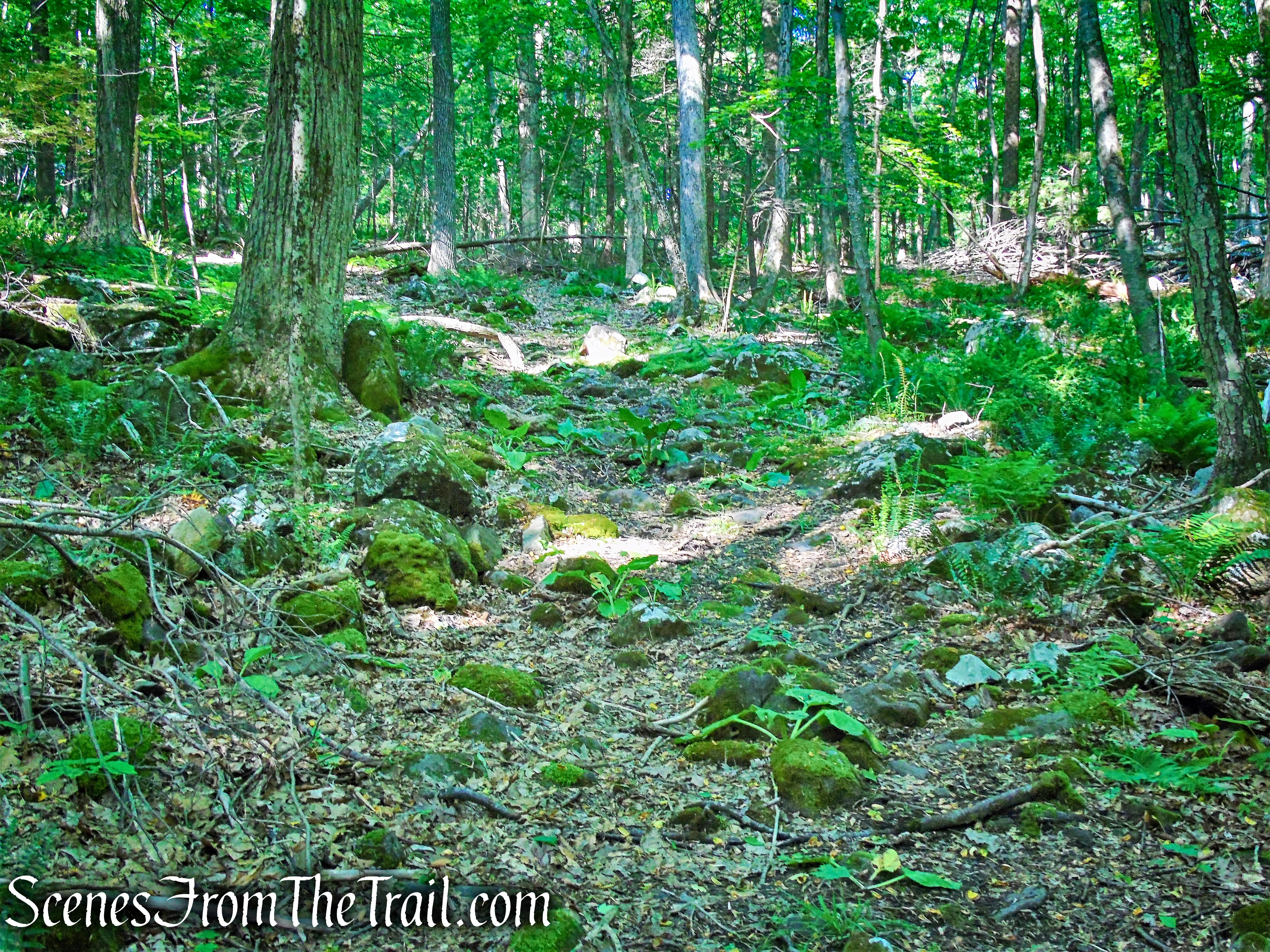 Salt Hill State Forest