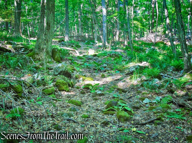 Salt Hill State Forest