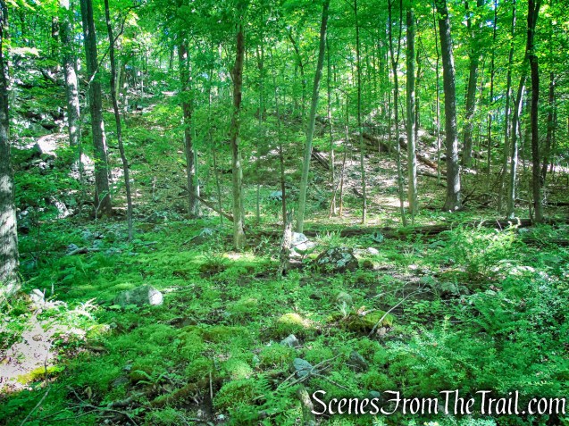 Salt Hill State Forest