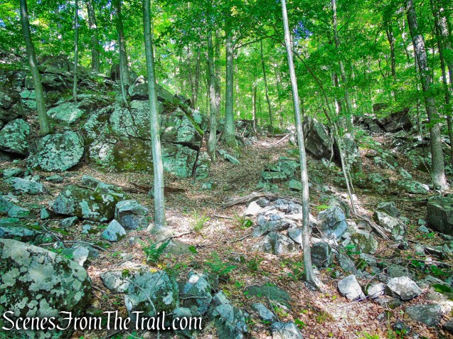 Salt Hill State Forest