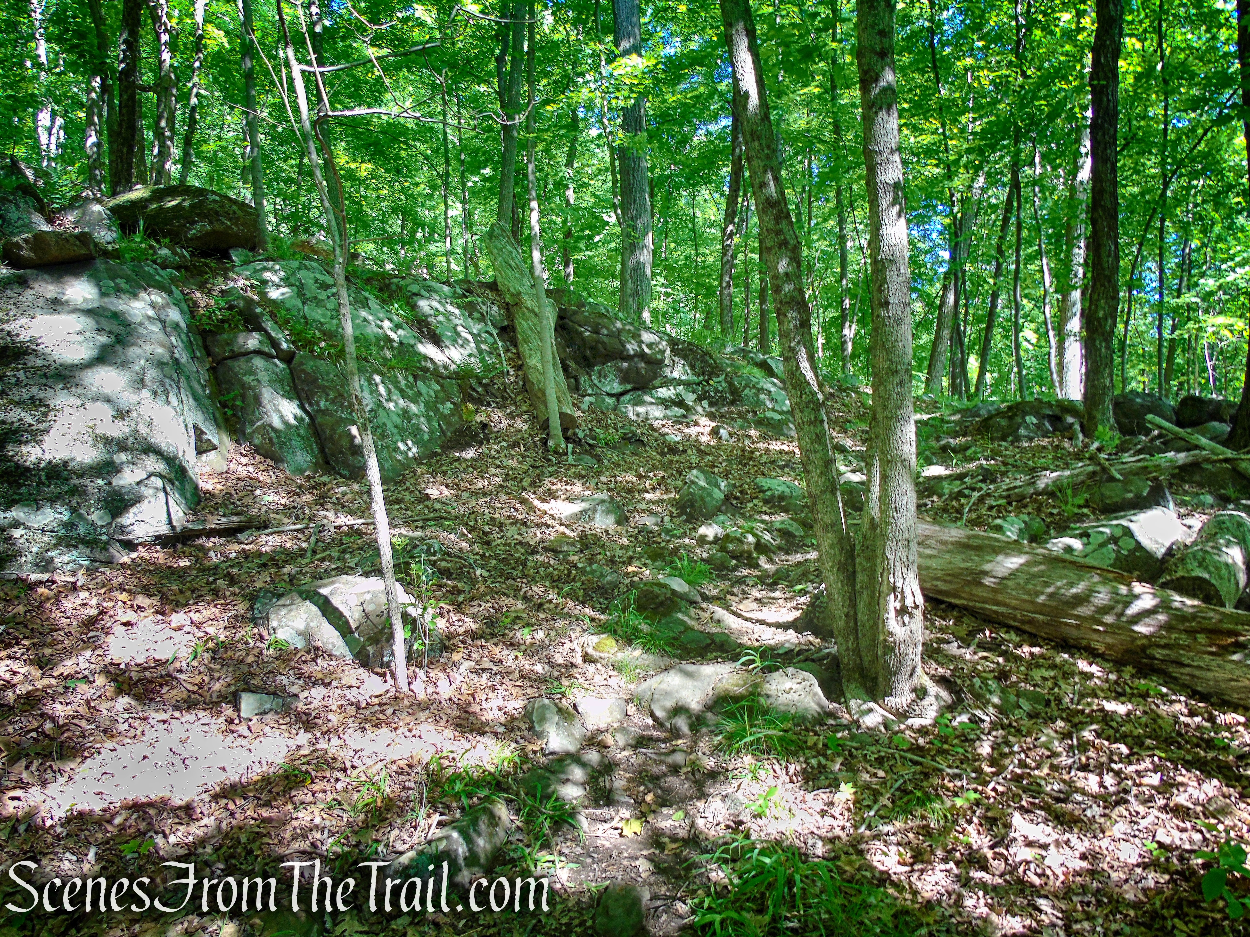 Salt Hill State Forest