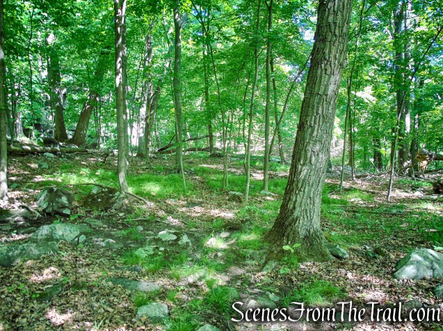 Salt Hill State Forest