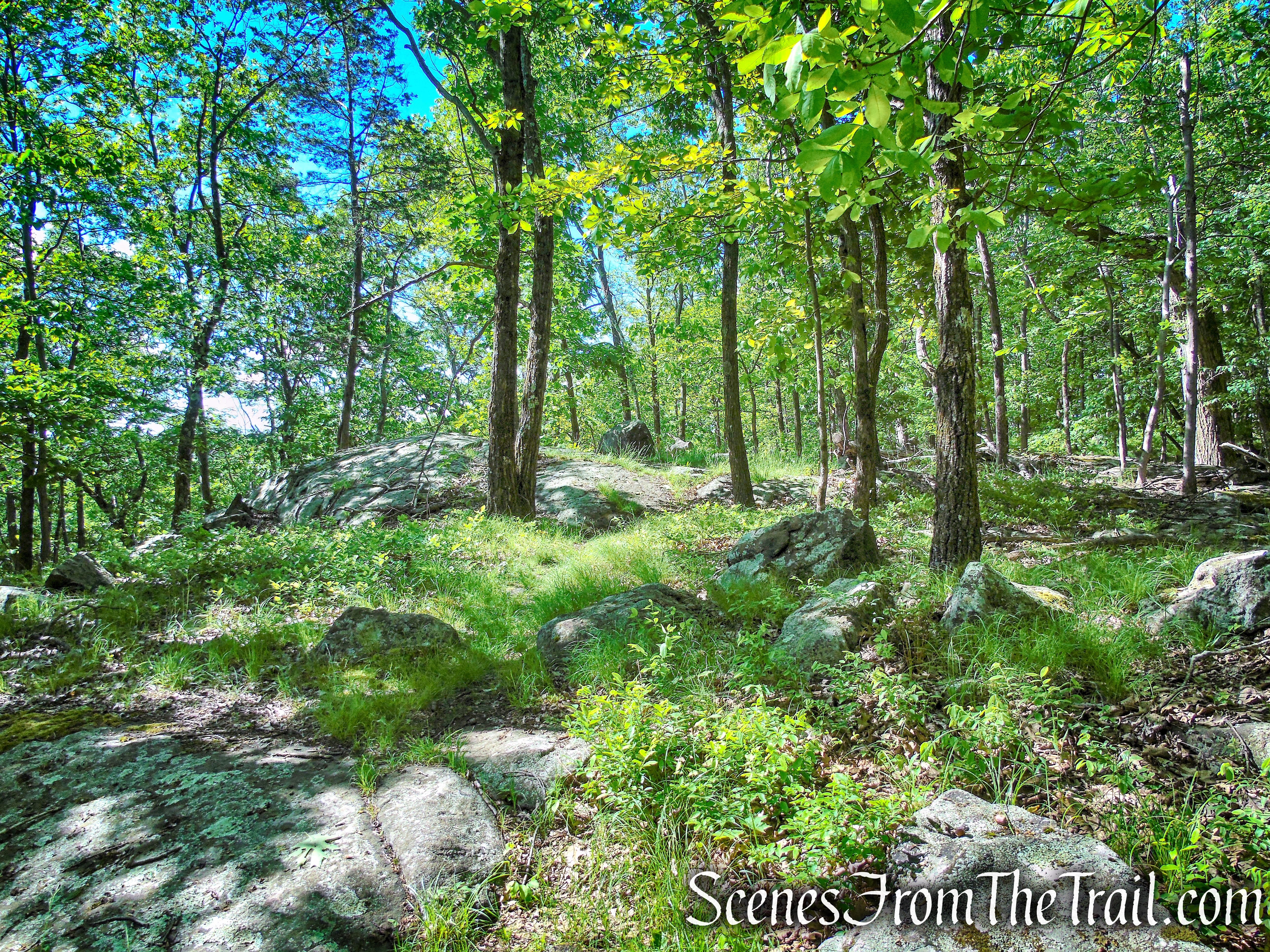 Salt Hill State Forest