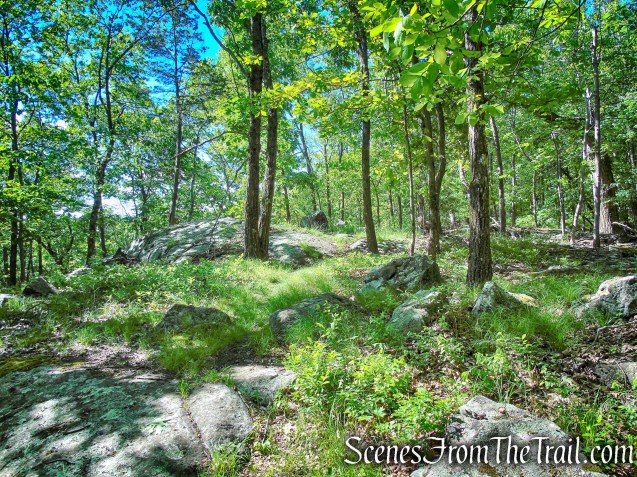 Salt Hill State Forest