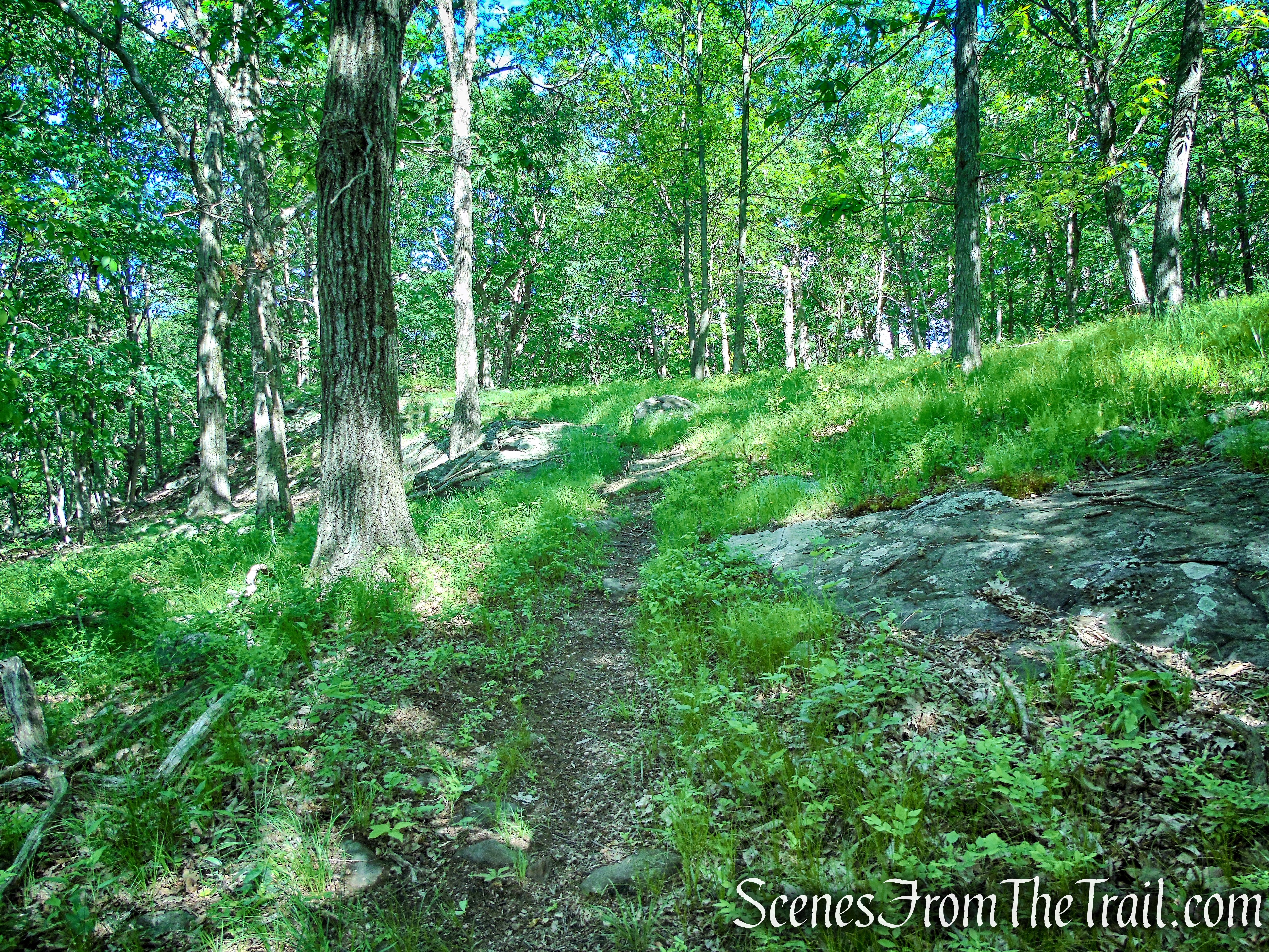 Salt Hill State Forest