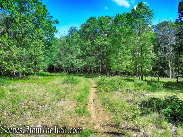 start of woods road - Salt Hill summit