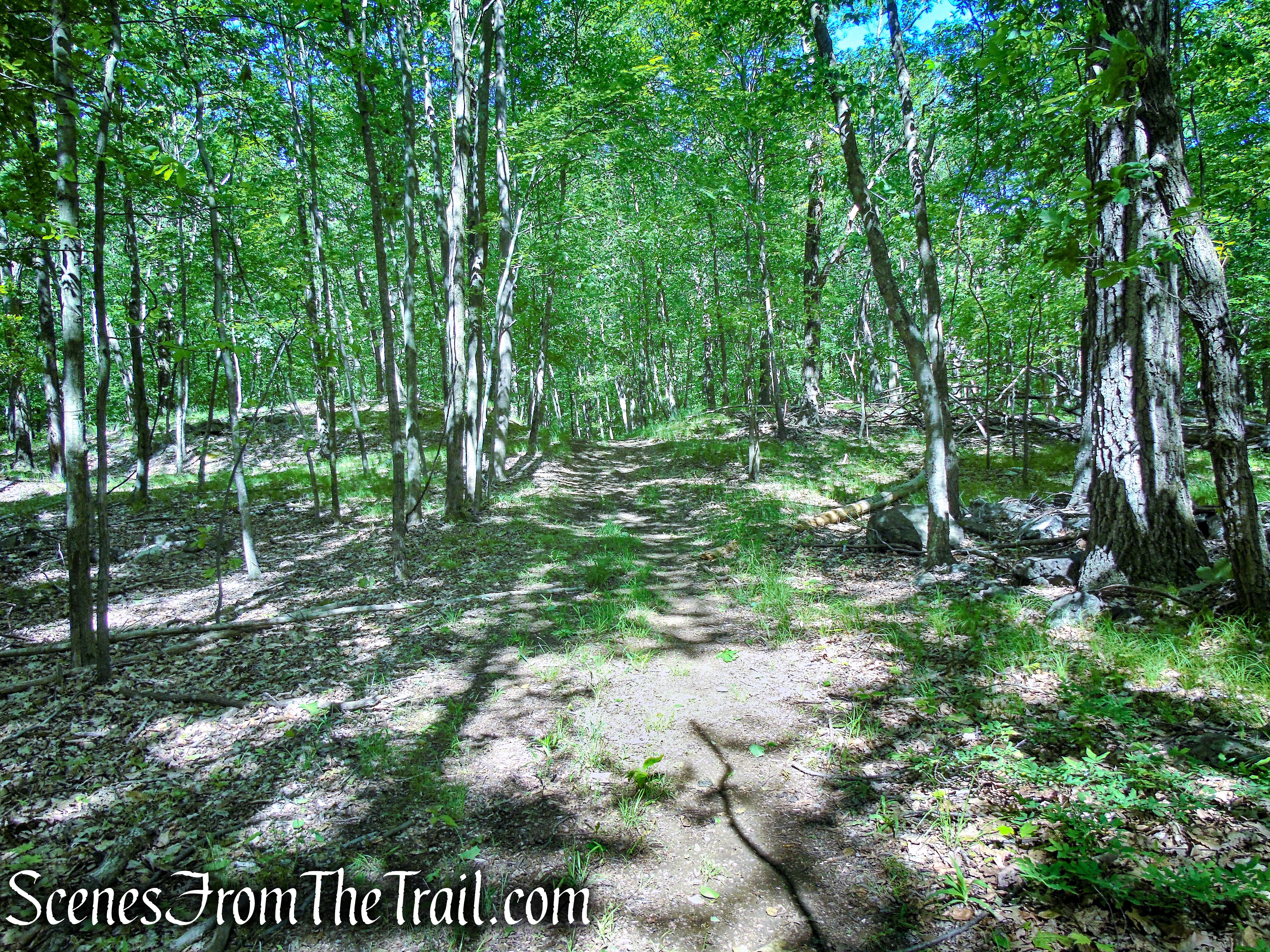 woods road - Salt Hill State Forest