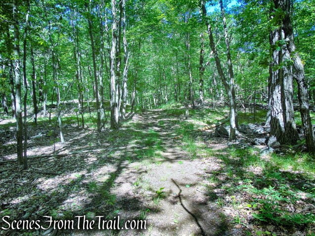 woods road - Salt Hill State Forest