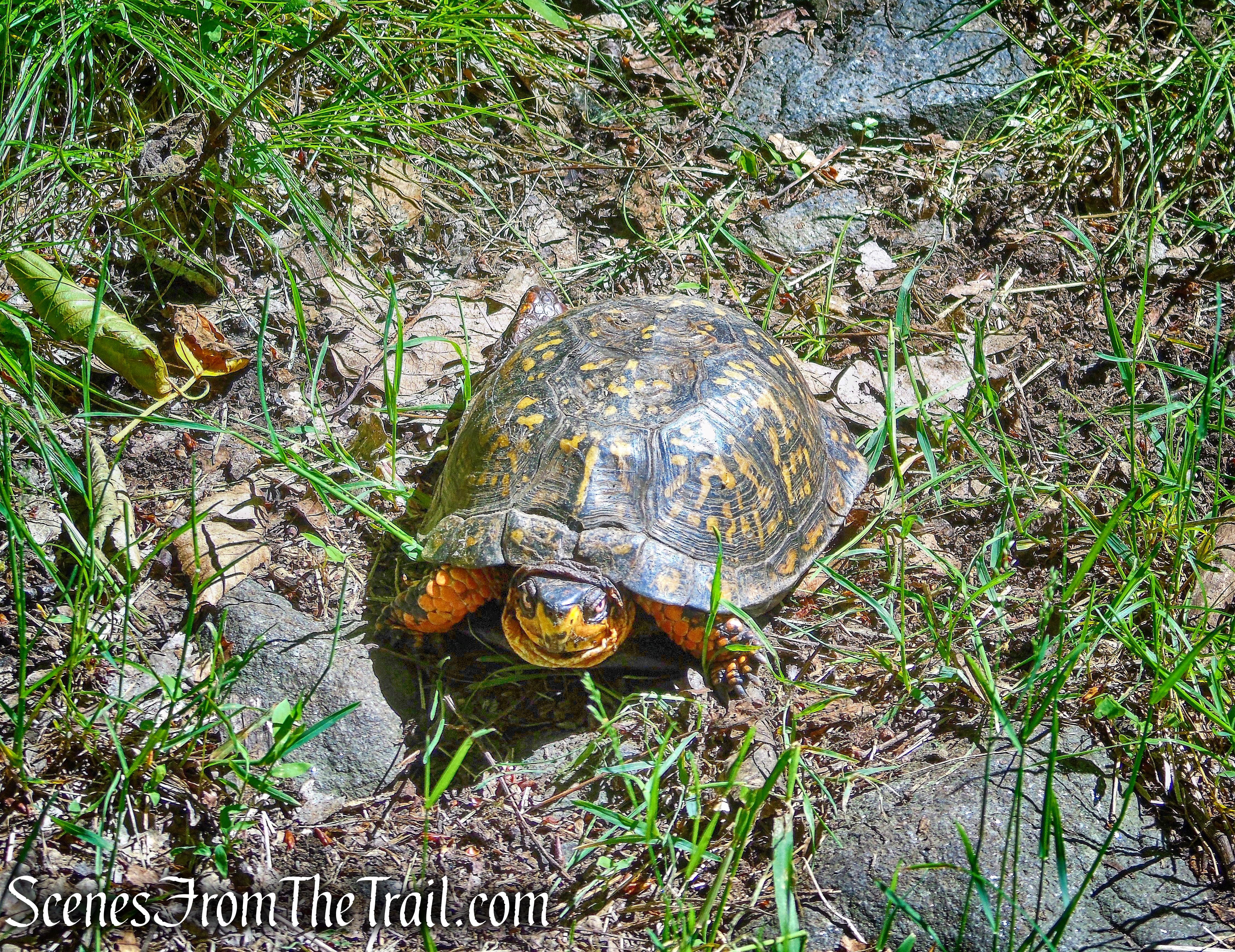 Box Turtle on woods road - Salt Hill State Forest