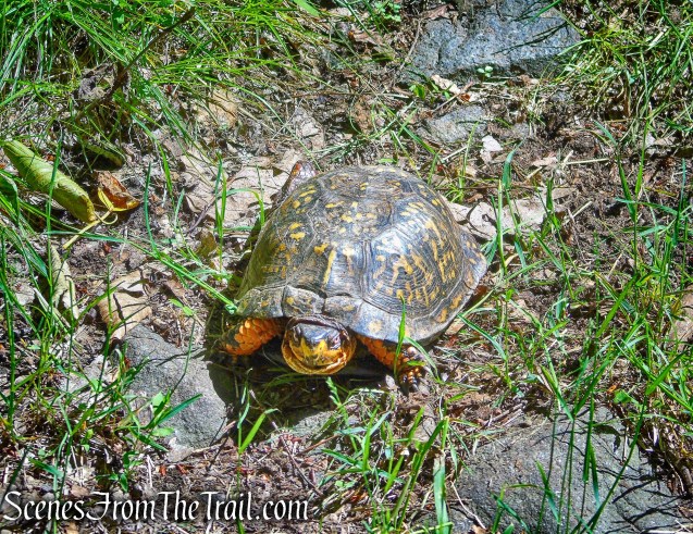 Box Turtle on woods road - Salt Hill State Forest