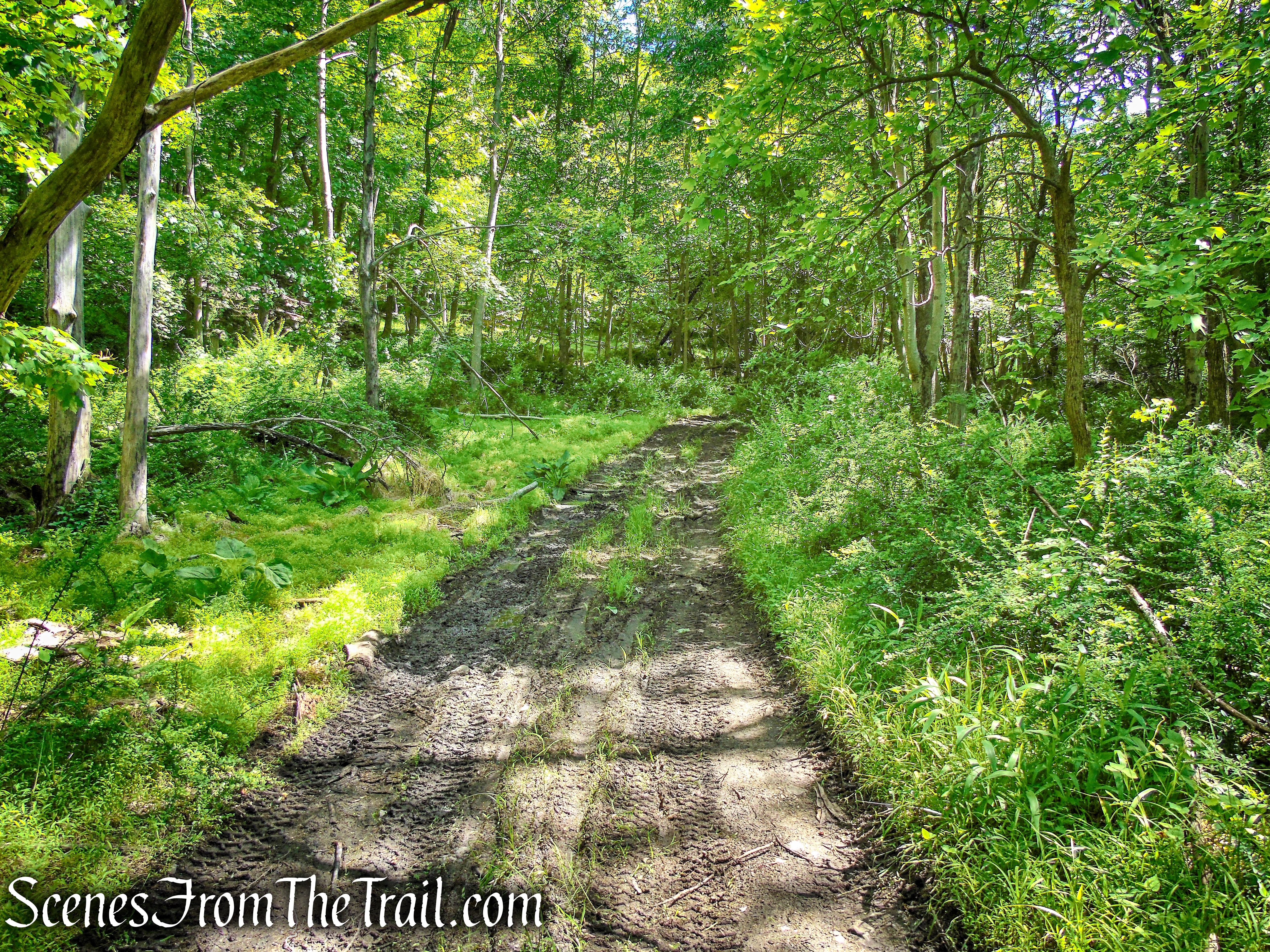 woods road - Salt Hill State Forest