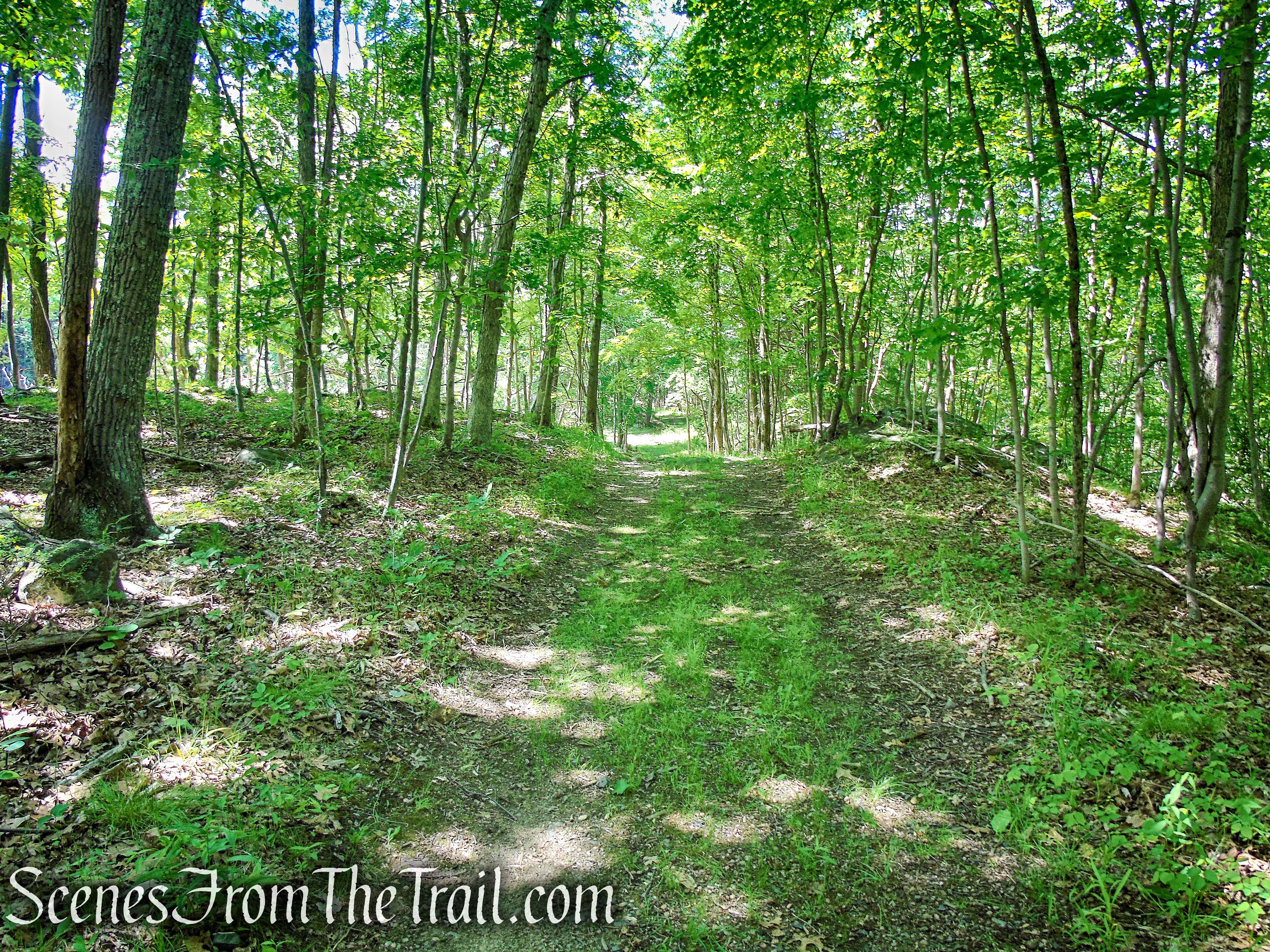 woods road around Blue Lake - Salt Hill State Forest