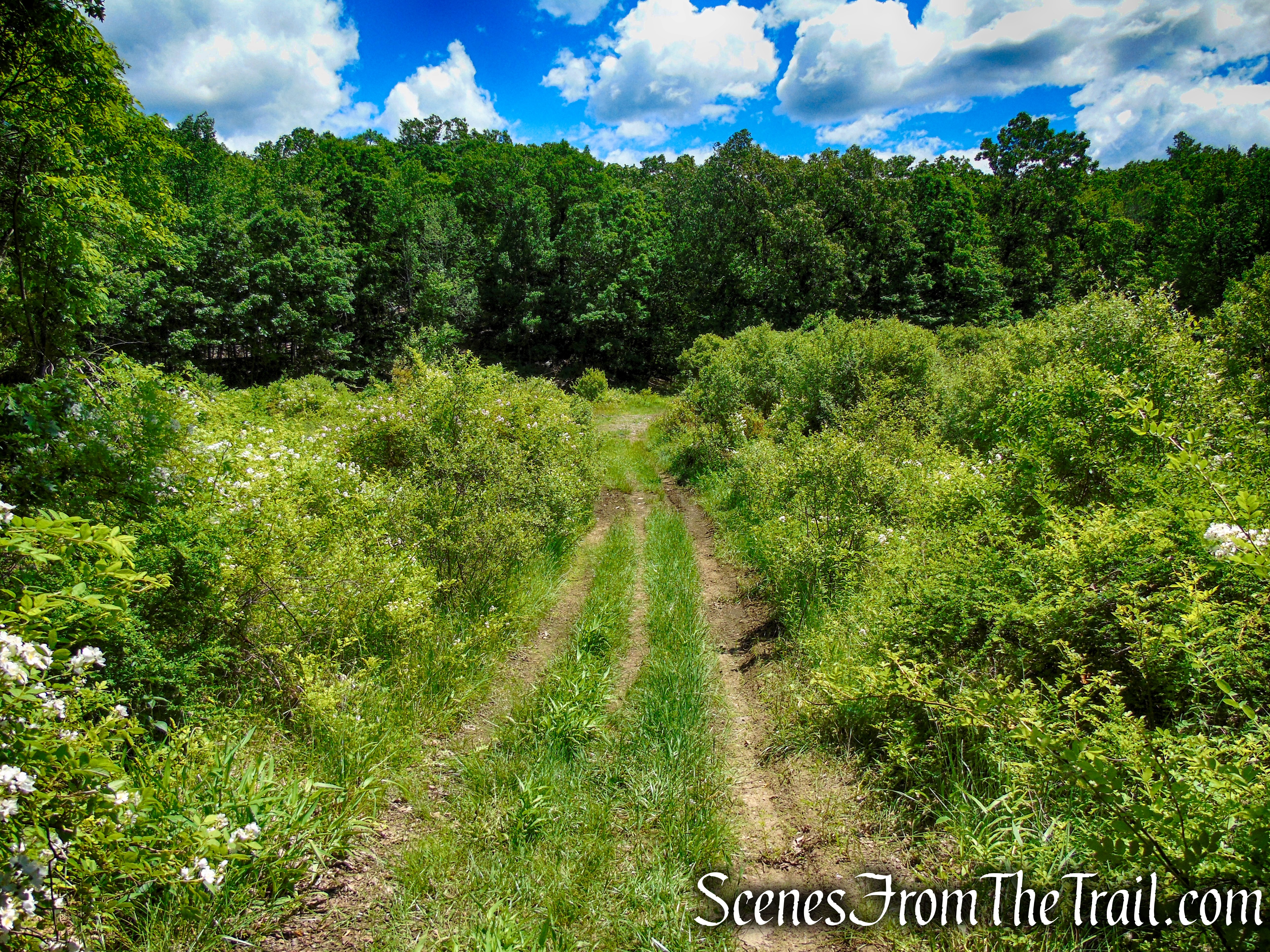 woods road - Salt Hill State Forest