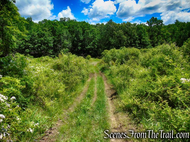 woods road - Salt Hill State Forest