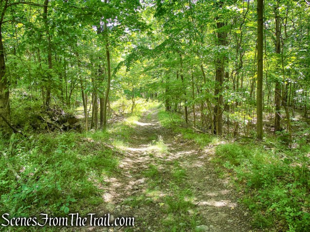 woods road - Salt Hill State Forest