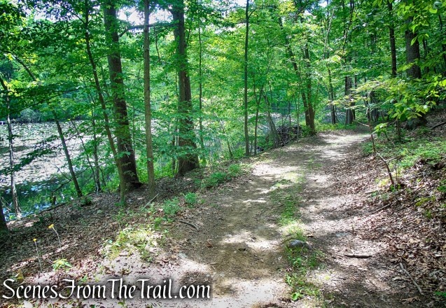 woods road - Salt Hill State Forest