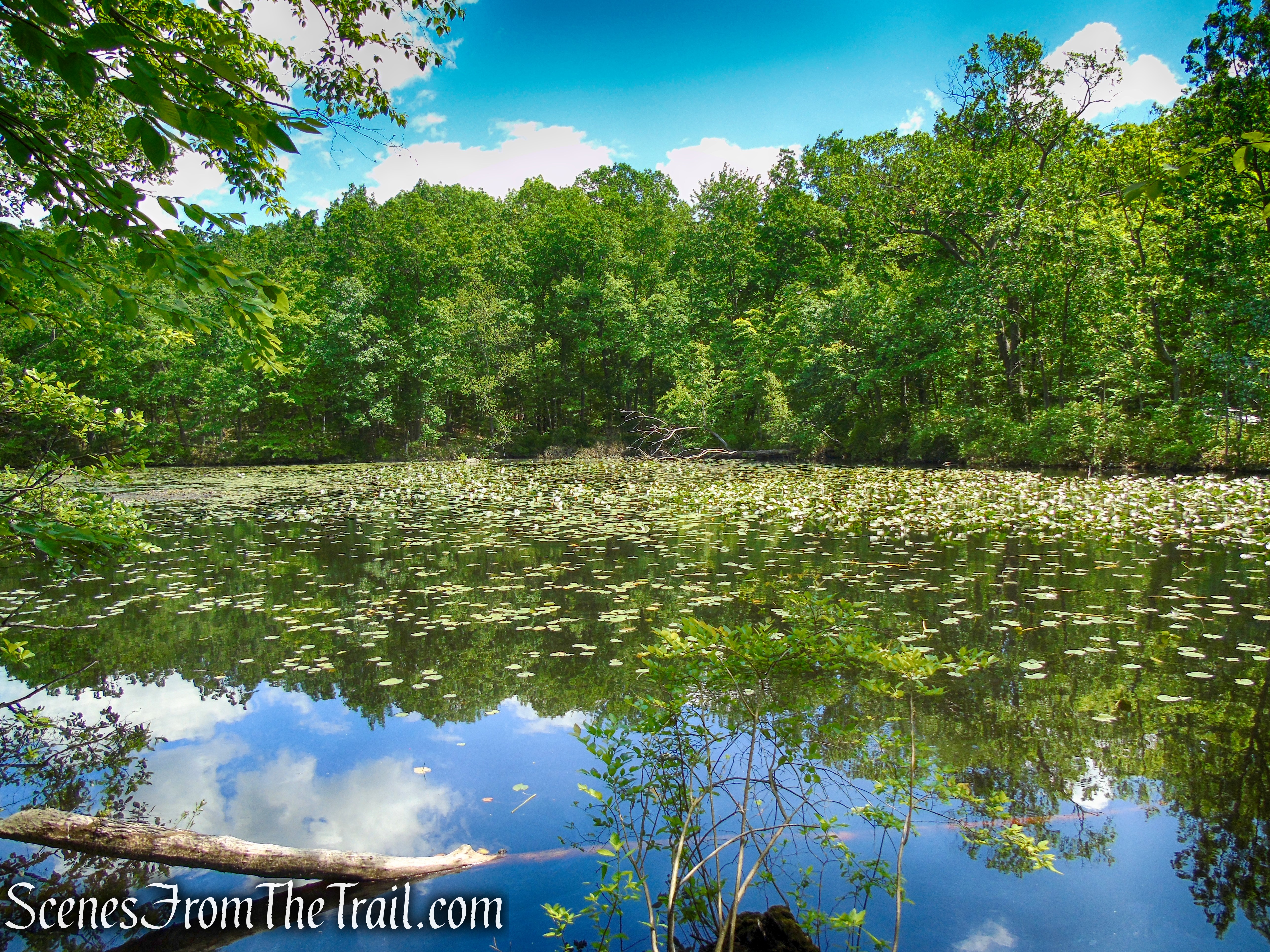 pond - Salt Hill State Forest