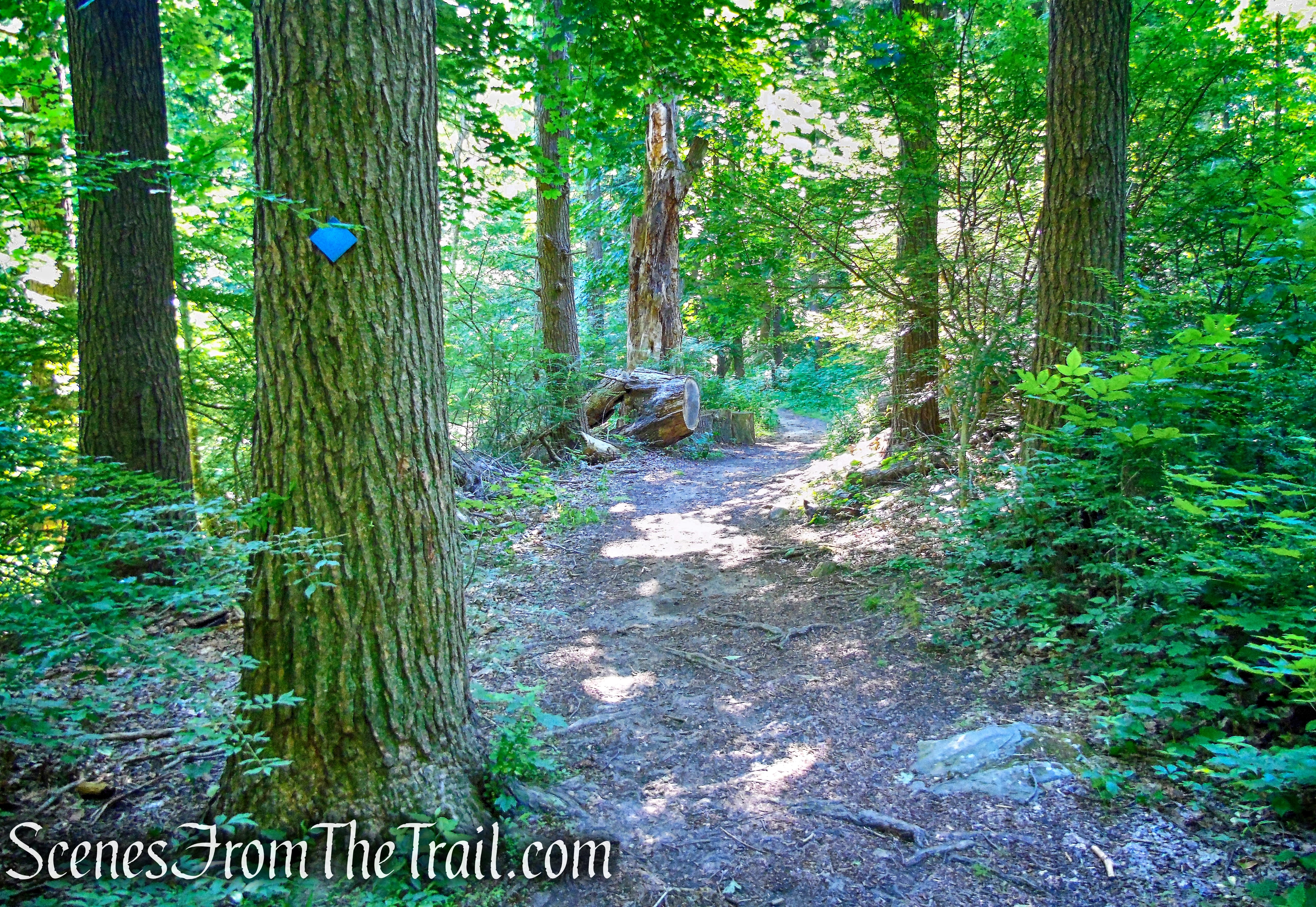 Glebe Trail - St. Matthew's Church Woodlands