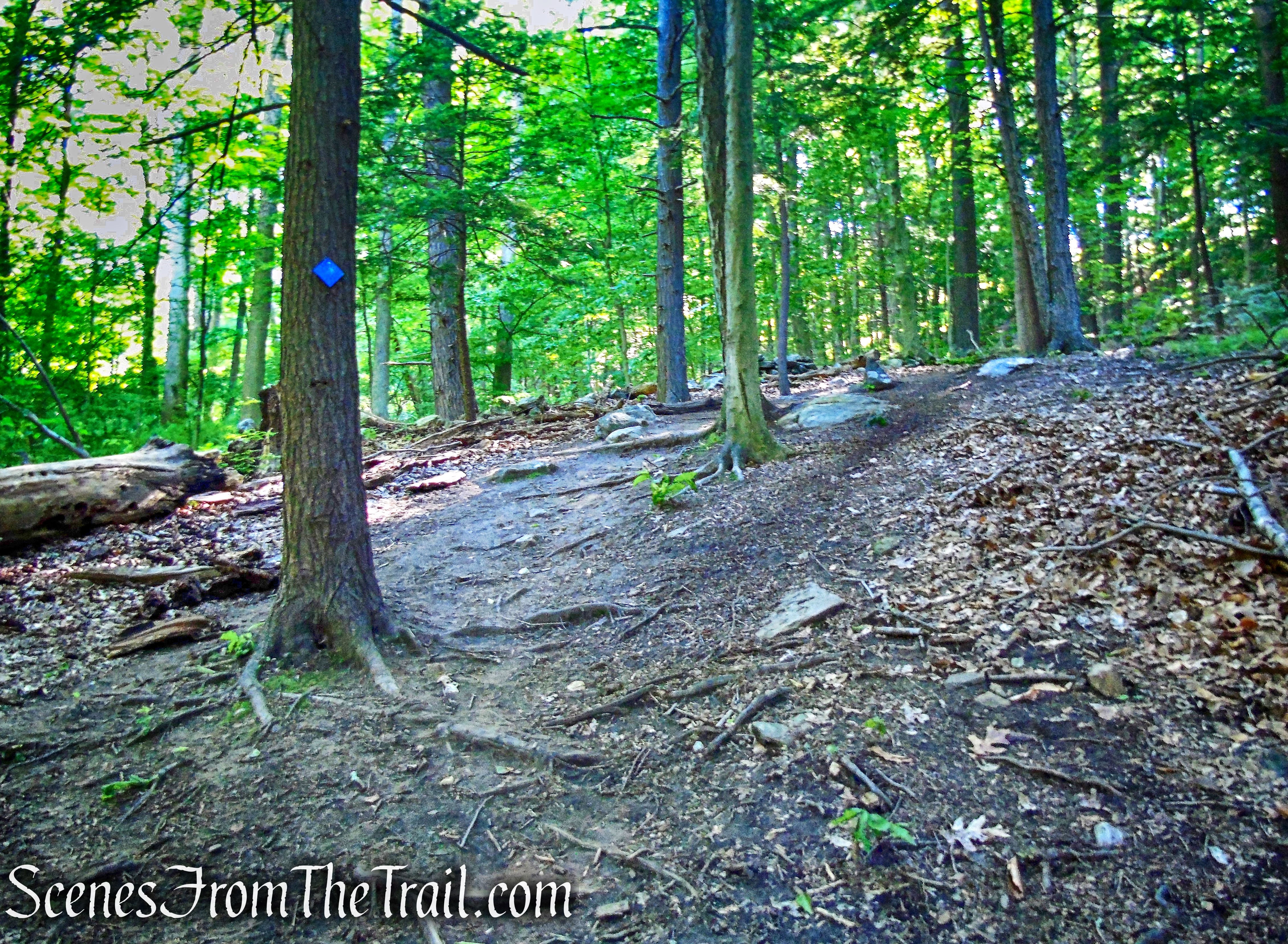 Glebe - Ketchum Connector