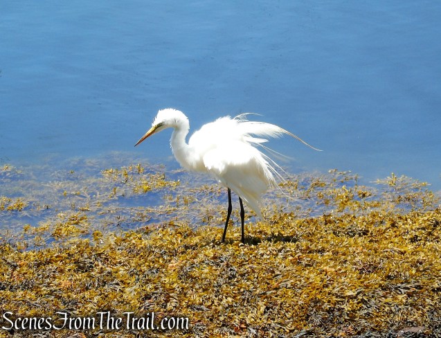 Great Egret - Larchmont Manor Park