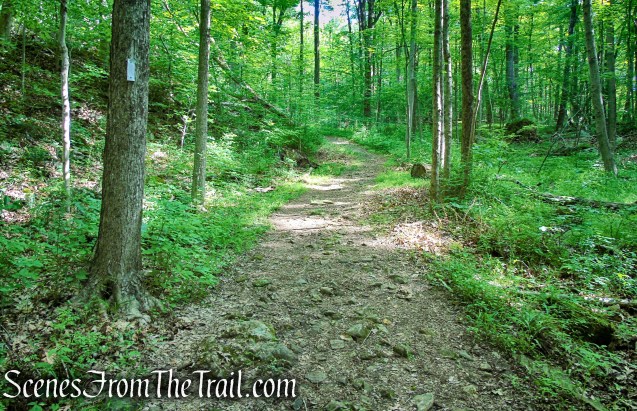White Entrance Trail - Leon Levy Preserve