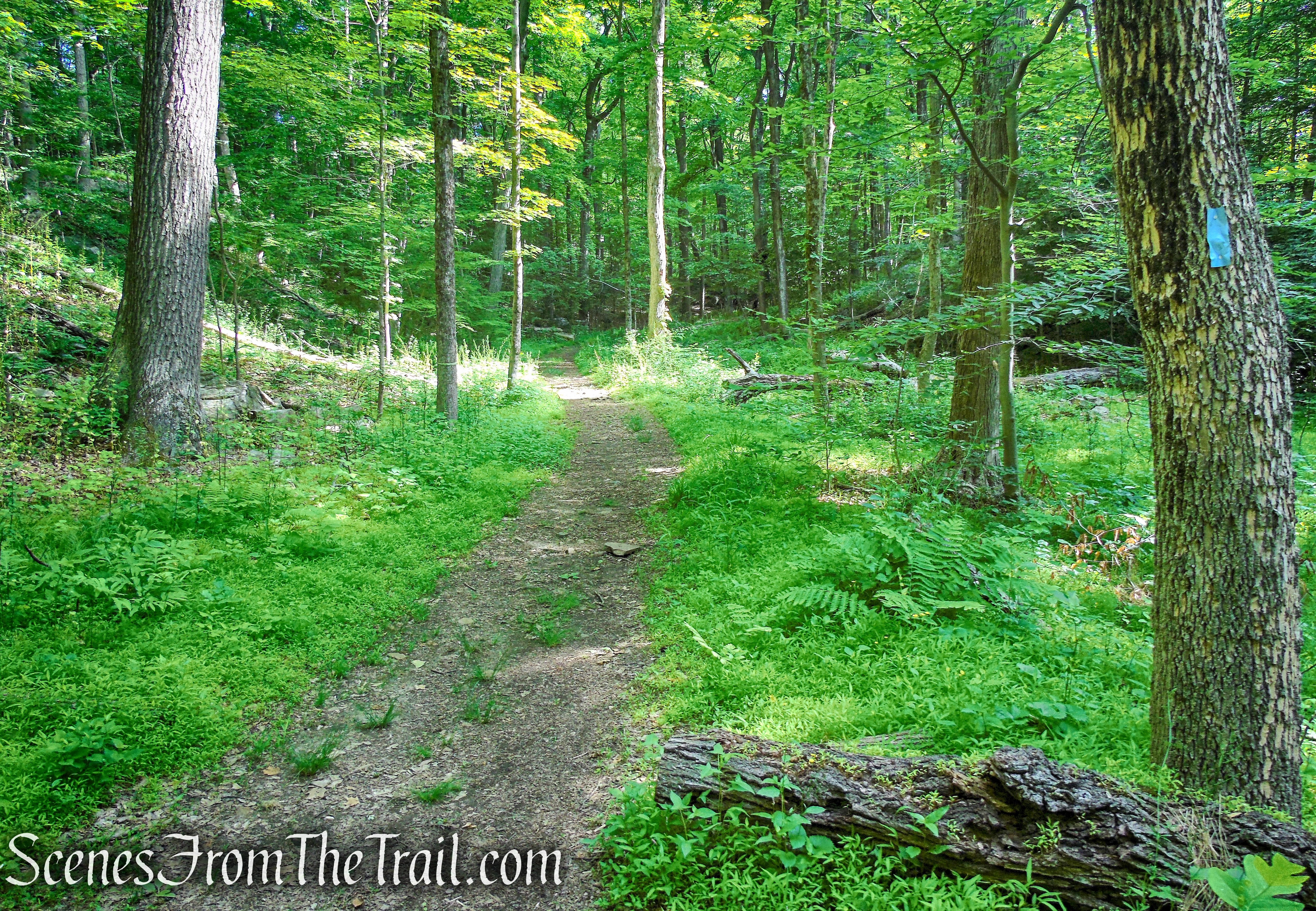 Blue Trail - Leon Levy Preserve 