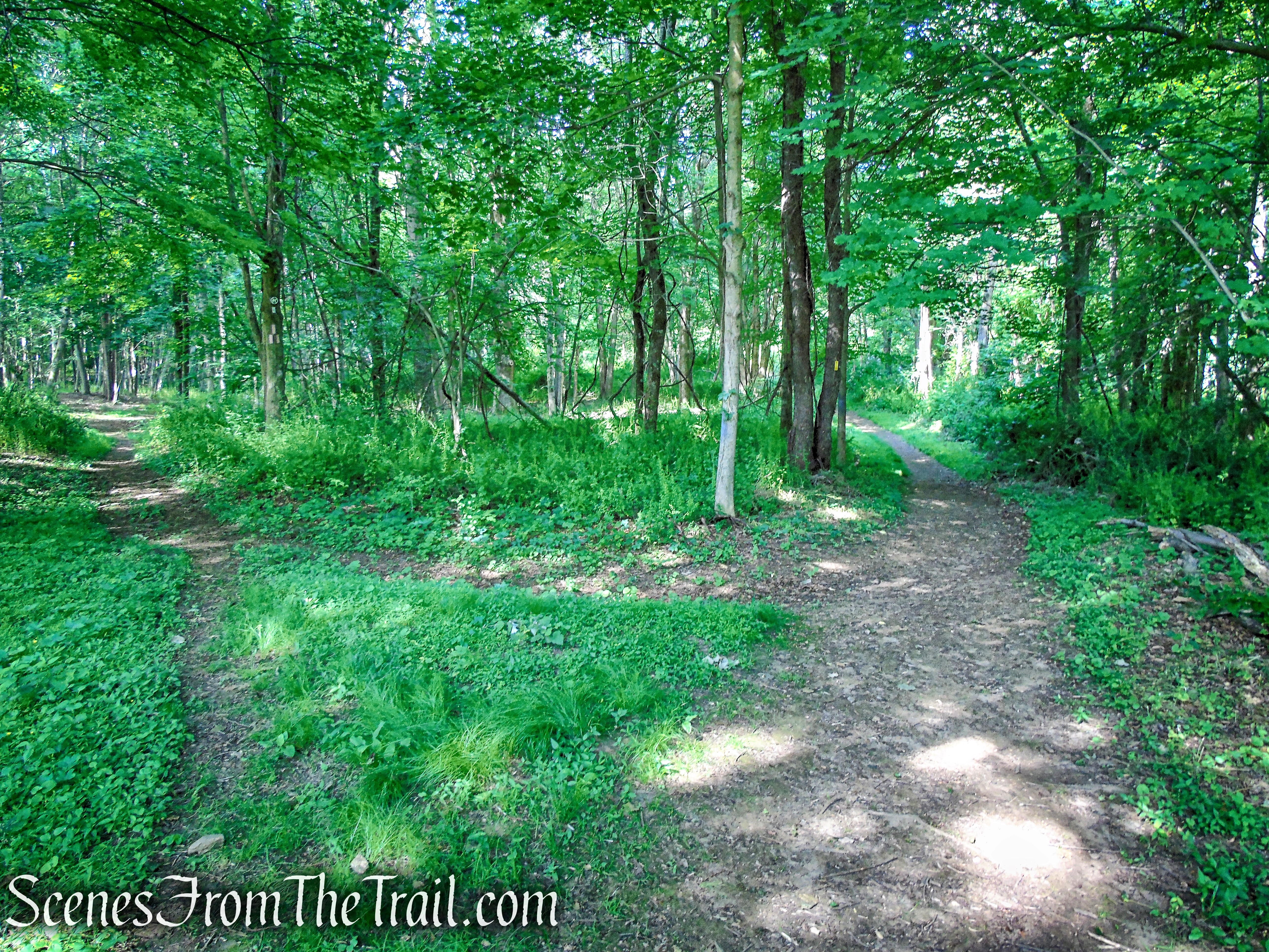 Yellow Trail - Leon Levy Preserve