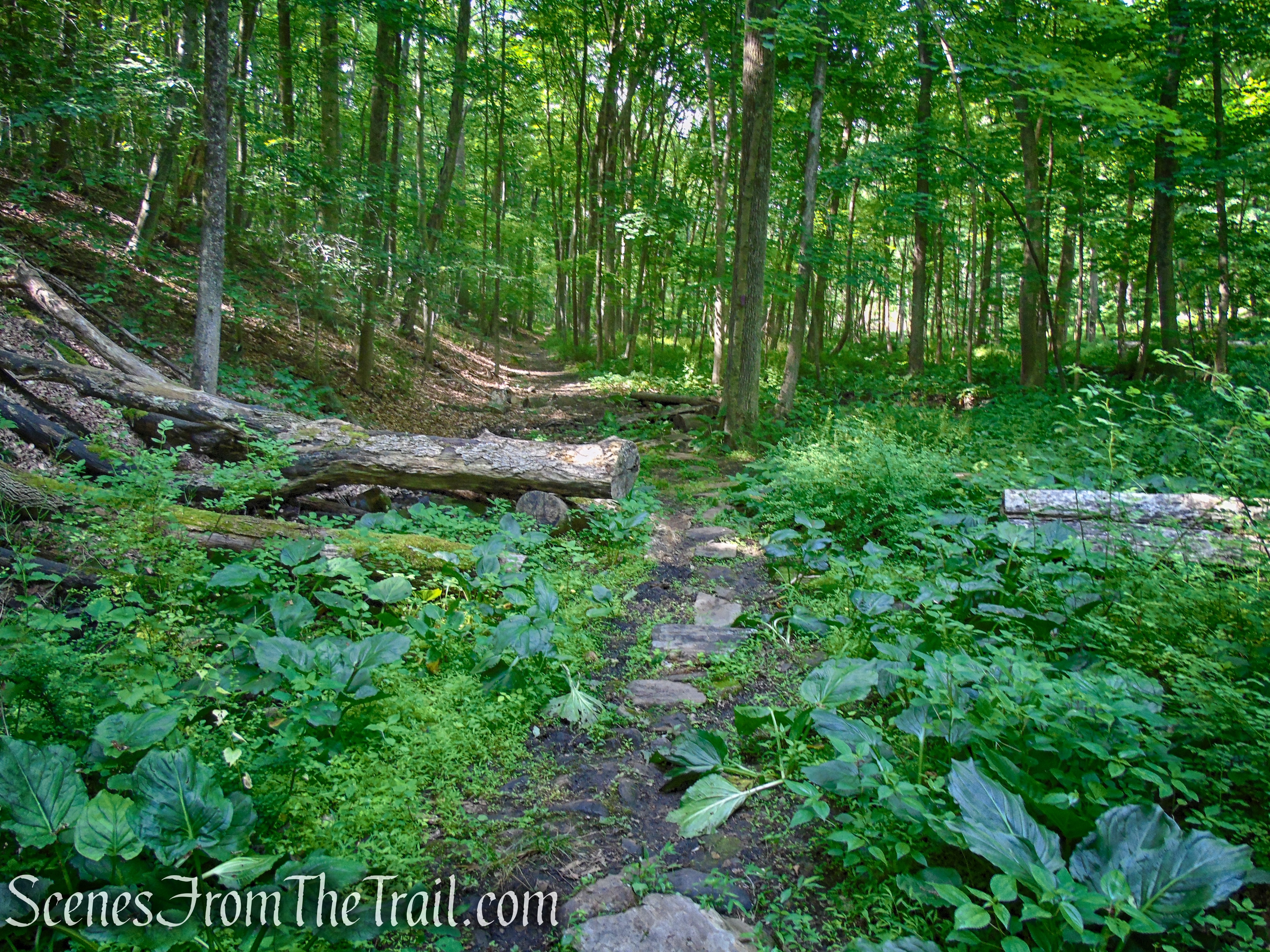 Purple Trail - Leon Levy Preserve
