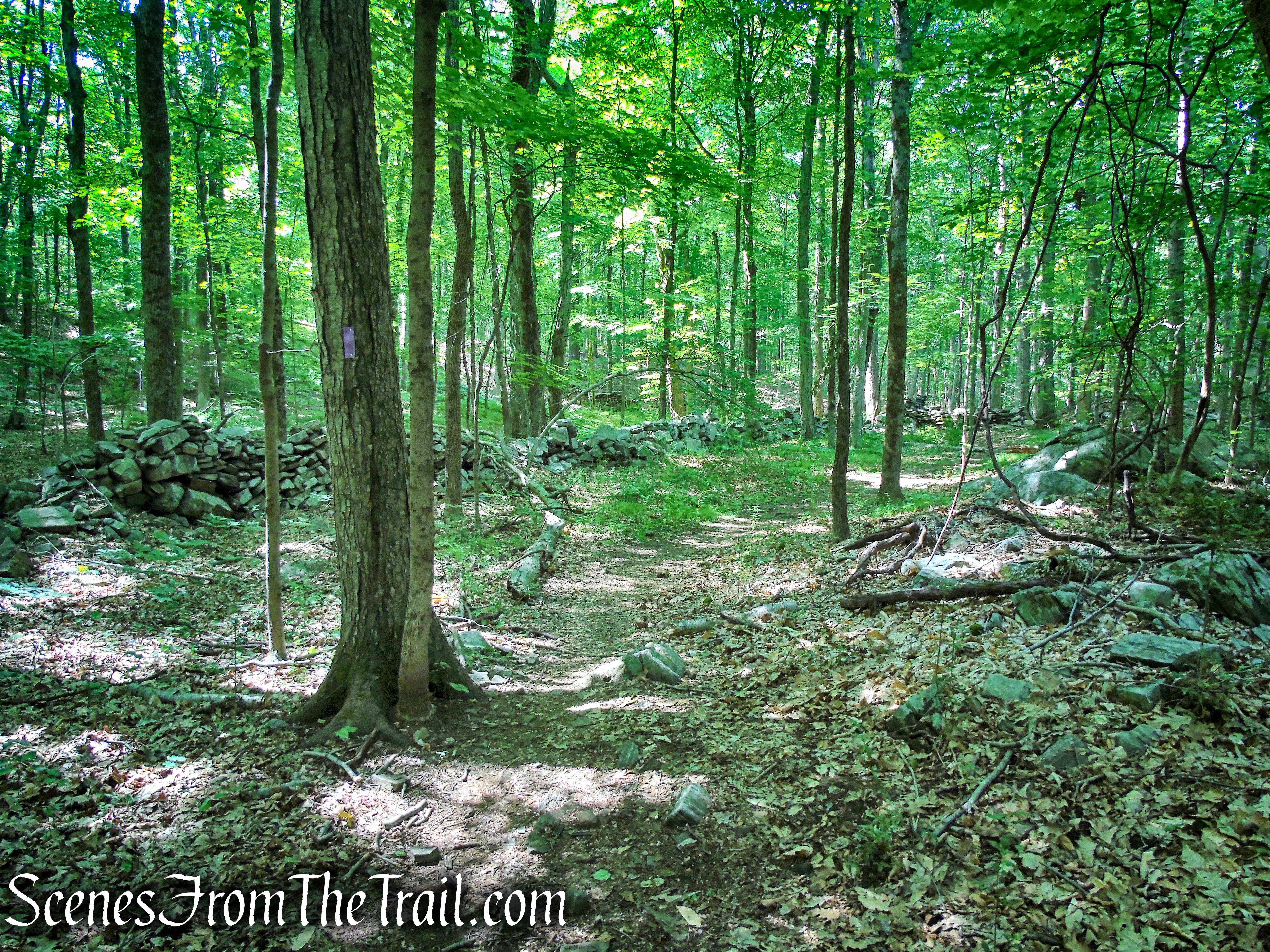 Purple Trail - Leon Levy Preserve