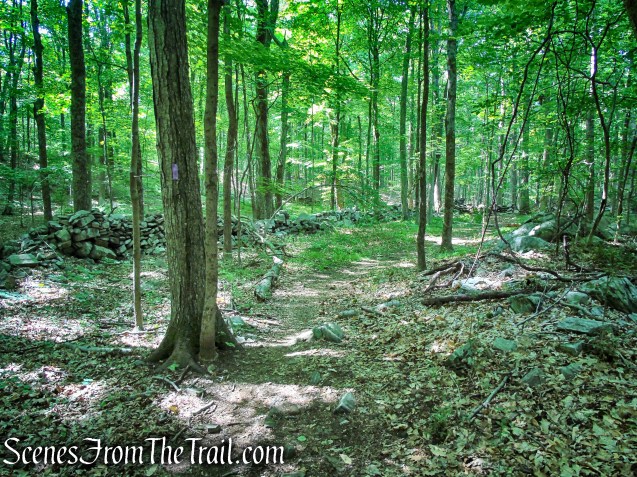 Purple Trail - Leon Levy Preserve