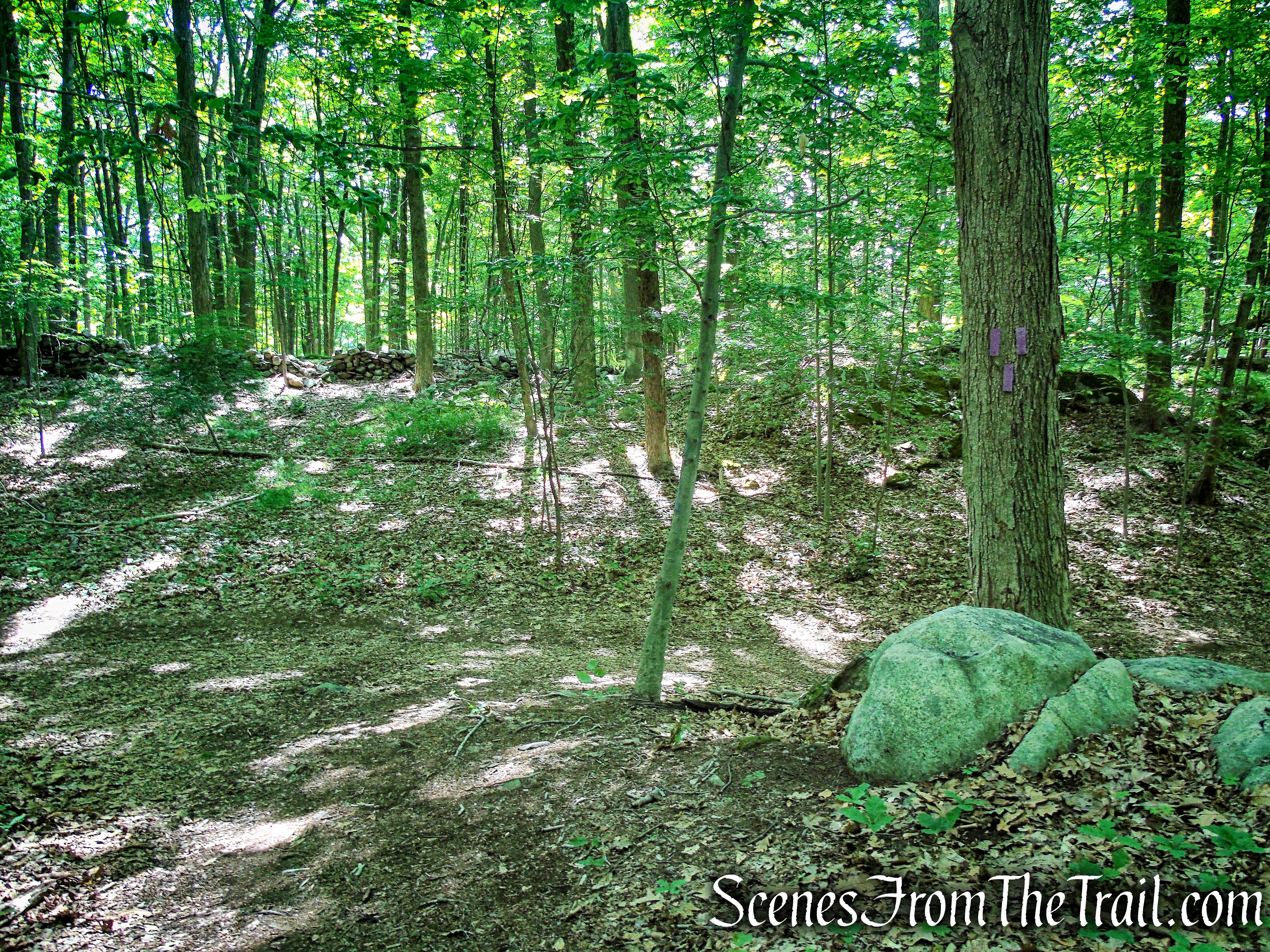terminus of Purple Trail at Junction 10 - Leon Levy Preserve 