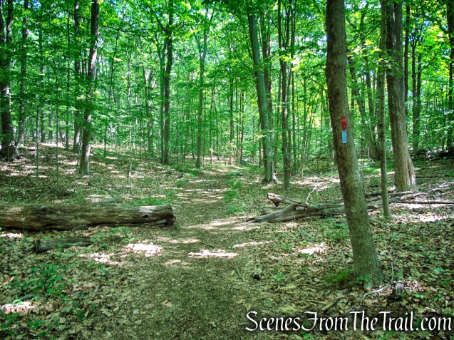 Blue Trail - Leon Levy Preserve