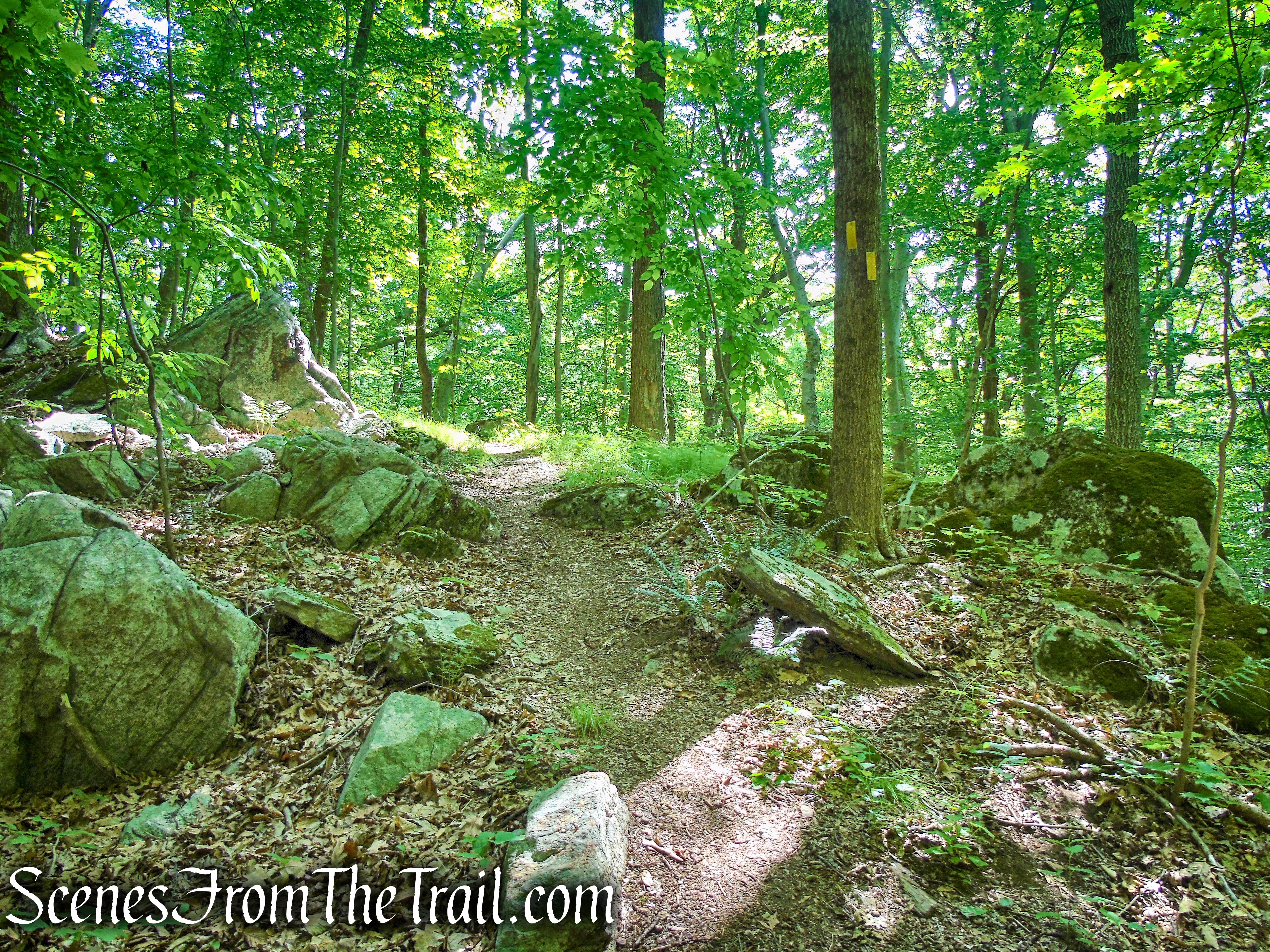 Yellow Trail - Leon Levy Preserve