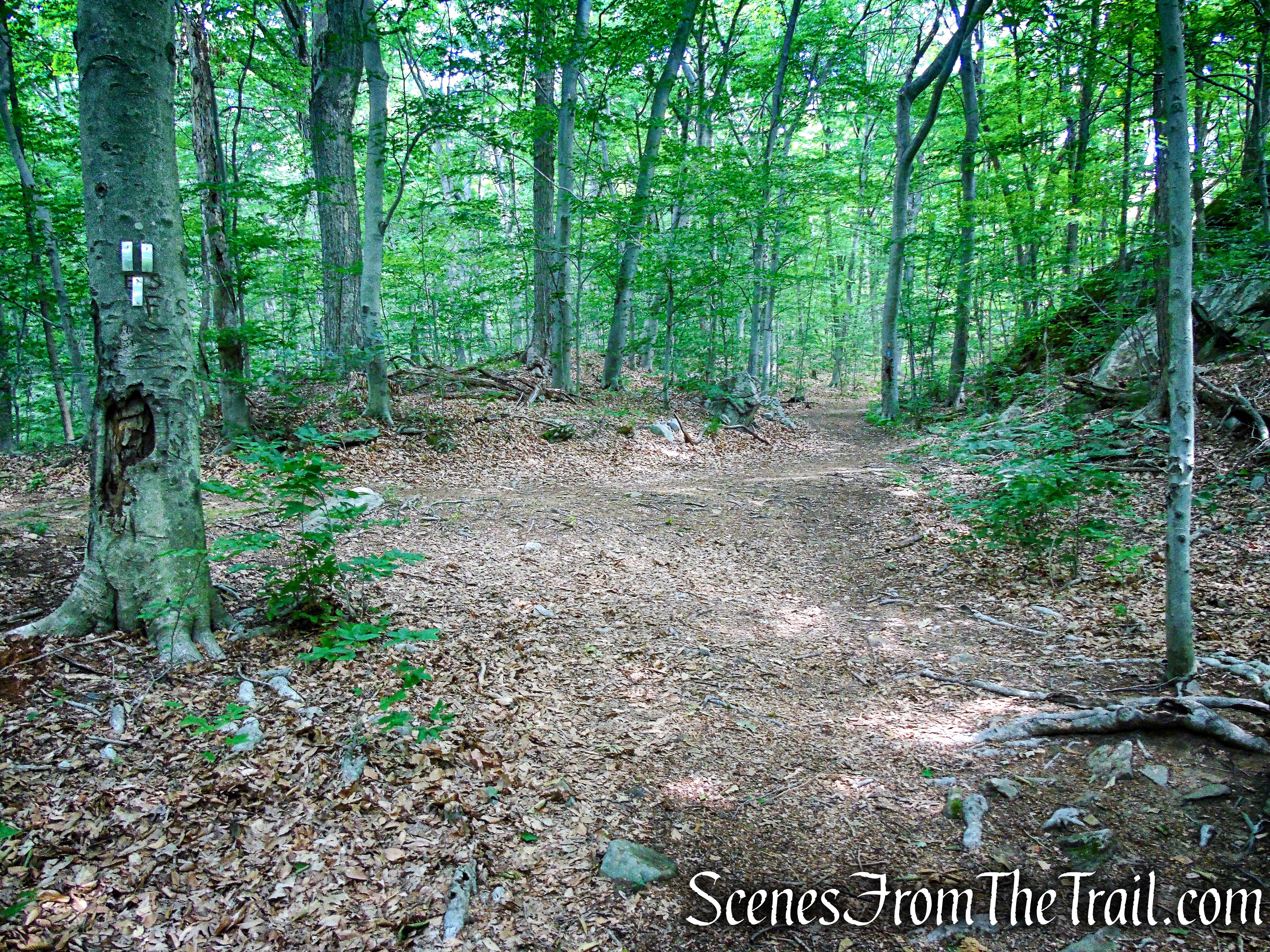 Junction 14 - Leon Levy Preserve