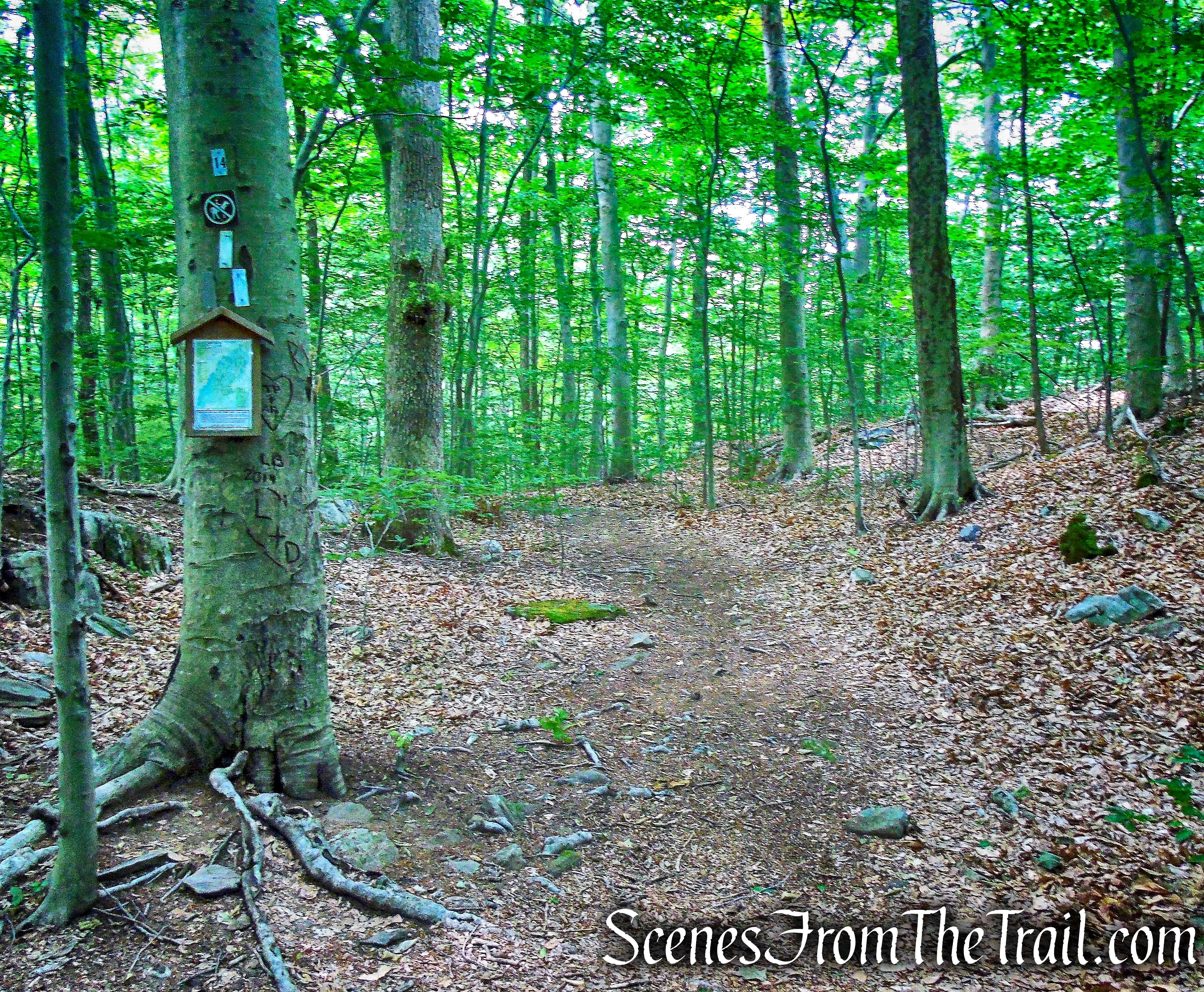 Gorge Overlook Trail Loop - Leon Levy Preserve