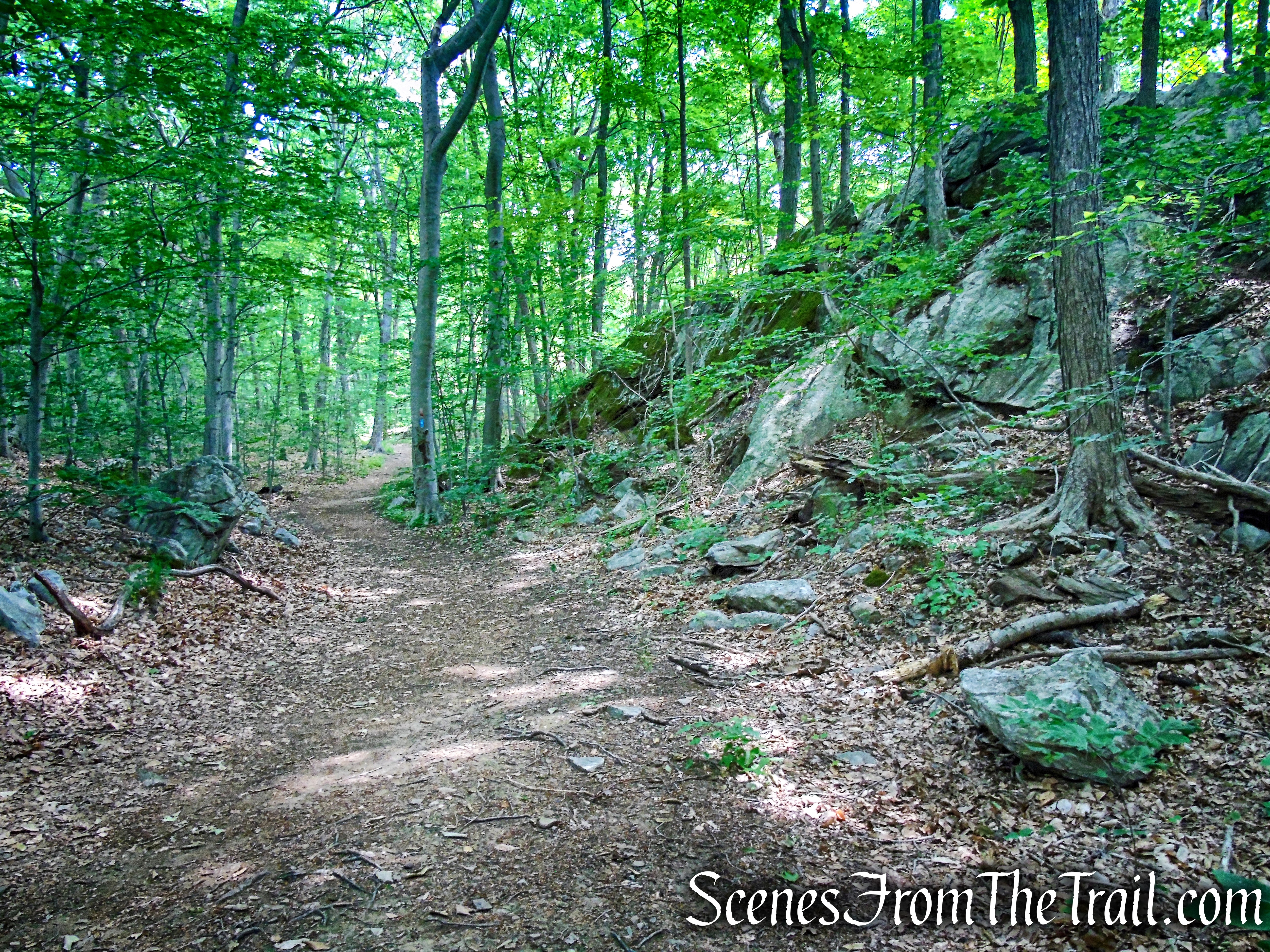 Blue Trail - Leon Levy Preserve
