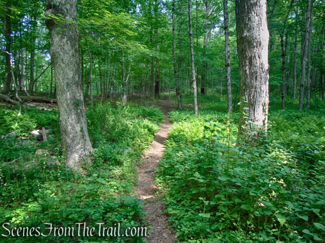Cottage Trail - Leon Levy Preserve