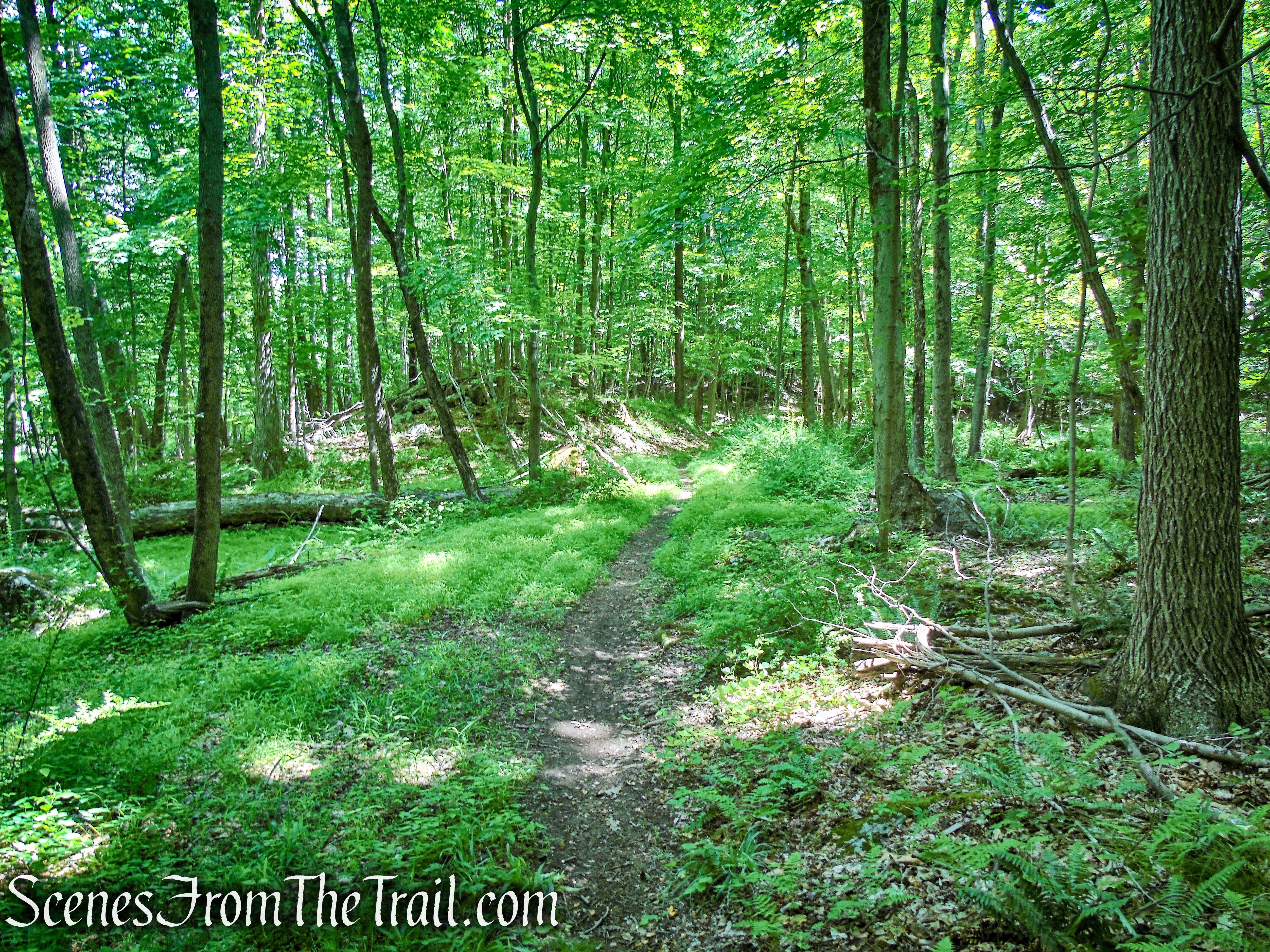 Blue Lake Trail - Salt Hill State Forest