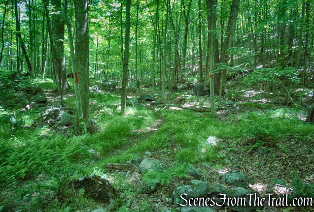 Blue Lake Trail - Salt Hill State Forest