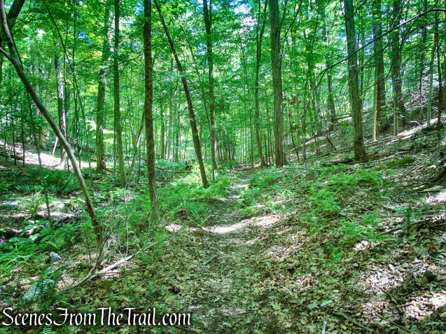 Blue Lake Trail - Salt Hill State Forest